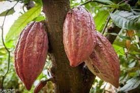 TOP 3 Lub Teb Chaws Ua Cacao